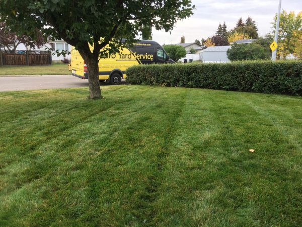 Tips lush green lawn