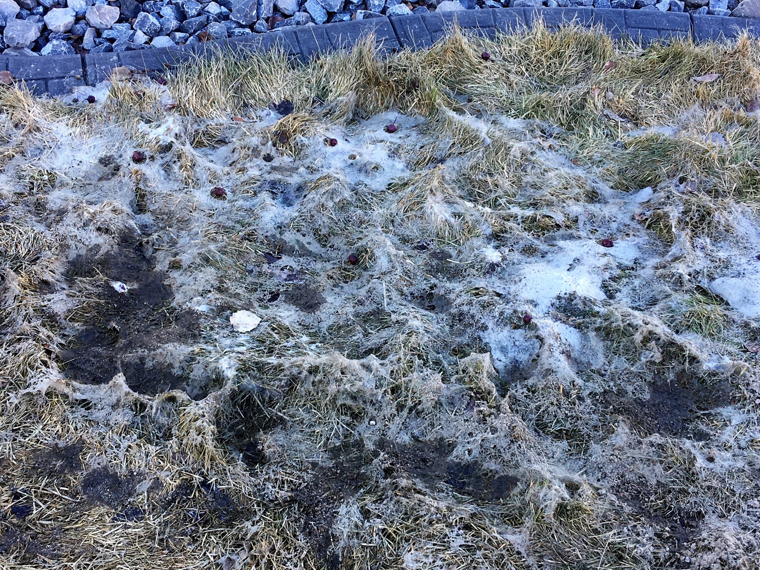 Impact of Snow Mold on Human Health